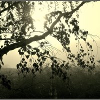 *** :: Aleksandr Gal