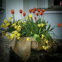 Тюльпаны. :: Александр 