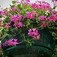 Цветы :: Надежда 