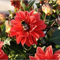 Городские цветы :: Aquarius - Сергей