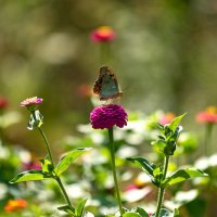 август :: Вадим Федотов август :: Вадим Федотов