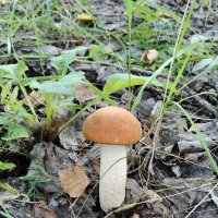 Подосиновик :: Валерий Судачок