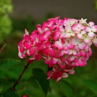 Гортензия зарумянилась :: Светлана 