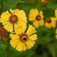 Солнышки гелениума :: Светлана 