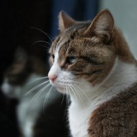 ... :: ВЛАДИМИР 