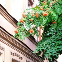 Рябина у моего окна. :: Светлана Калмыкова Калмыкова