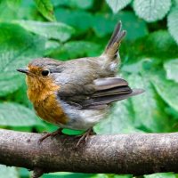 Слёток зарянки :: Милешкин Владимир Алексеевич Слёток зарянки :: Милешкин Владимир Алексеевич