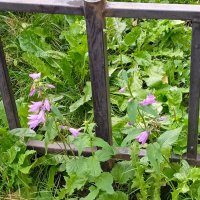 Колокольчики в моем дворике. :: Светлана Калмыкова Калмыкова