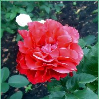 «Цветы — это зеркало души природы» - Эмиль Золя :: Ольга Довженко