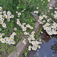 Цветы. :: Владимир Драгунский
