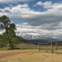 Одинокая лиственница :: Марина Фомина.