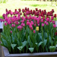 Весна в Ботаническом... Май. :: Наташа *****