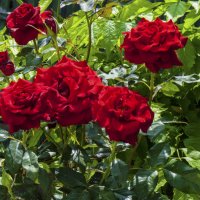 Алые розы в нашем палисаде :: Валентин Семчишин