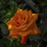 Оражевая роза Наранга :: Валентин Семчишин Оражевая роза Наранга :: Валентин Семчишин