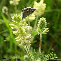 Голубянка на астрагале пушистоцветковом :: Андрей Заломленков Голубянка на астрагале пушистоцветковом :: Андрей Заломленков