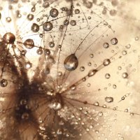 *** :: Елена Kазак (selena1965)