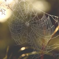 *** :: Елена Kазак (selena1965)