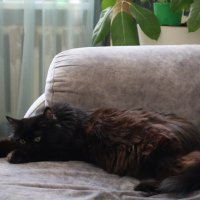 Клеопатра :: Екатерина Лазуренкова