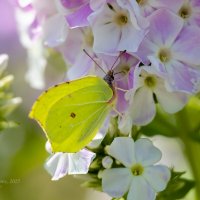 Крушинница макро :: Александр Синдерёв