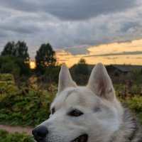 Кузьму сложно поймать в объектив))) :: Анастасия Логинова