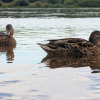 Ути-Ути :: Анастасия Логинова