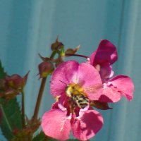 дикая орхидея :: gawrilа - dan