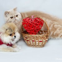 Жужа + Иден = Любовь :: Светлана Ищенко Жужа + Иден = Любовь :: Светлана Ищенко