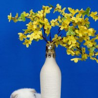 Красавчик :: Светлана Ищенко