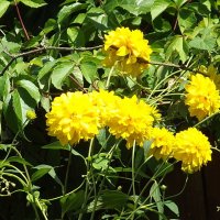 Золотые шары :: Freddy 97