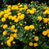 Букет от природы. :: сергей ермошкин Букет от природы. :: сергей ермошкин