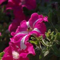 Разноцветные петуньи :: Сергей Швечков