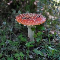 Мухомор :: Виктор Фельдшеров