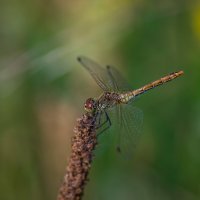 На отдыхе. :: Sergey (Apg) На отдыхе. :: Sergey (Apg)