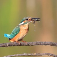 Её величество... :: Владилен Панченко Её величество... :: Владилен Панченко