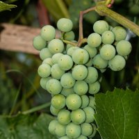 Unripe grapes of the Isabella variety | 15 :: Sergey Sonvar