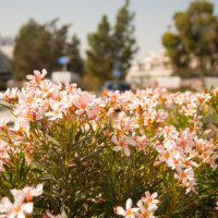 Кипр. Ларнака :: Андрей 