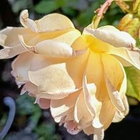 Роза :: Михаил Столяров Роза :: Михаил Столяров