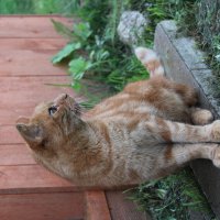 Васька :: Ирина Лесиканич