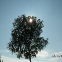 Берёза :: fogmeadowww m