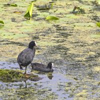 Лысухи. :: Сергей Фомичев