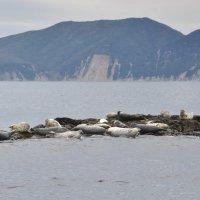 Лежбище ларги :: Марина Виноградова