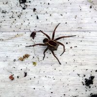 Выскочил из земли, как чёрт из табакерки. :: Ирина ***