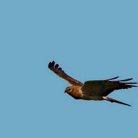 луговой лунь :: gawrilа - dan