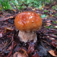 С каплями дождя :: Андрей Снегерёв С каплями дождя :: Андрей Снегерёв