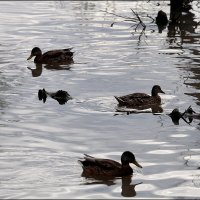 *** :: Сергей Премонишын