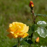 *** :: Геннадий Порохов *** :: Геннадий Порохов