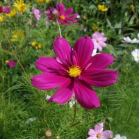 ...август ещё не осень... :: Галина 