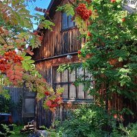 Настоянный на травах, пьянящий август :: Елена Строганова