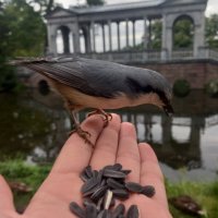 Поползень :: Сапсан Поползень :: Сапсан