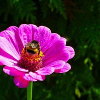 Лето в августе. :: Милешкин Владимир Алексеевич 